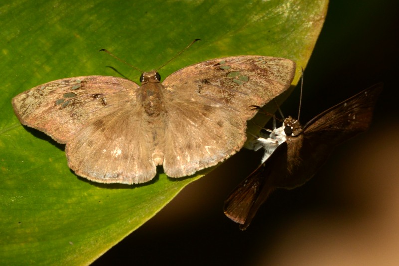 Two Clouded Flat Clouded Flat butterflies