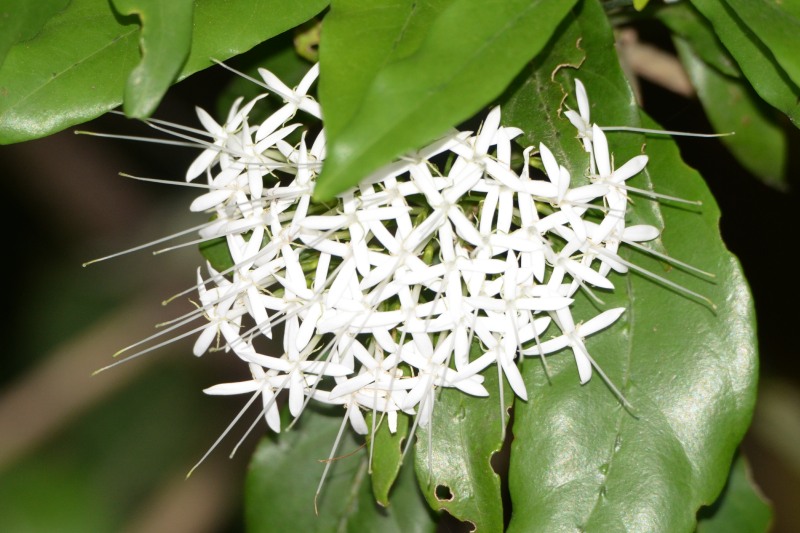 Clusters of white flowers