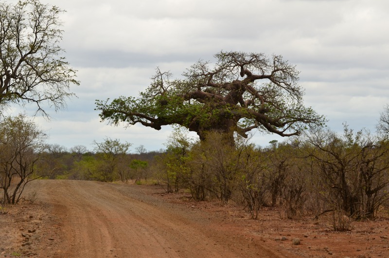 Von Wielligh's Baobab tree