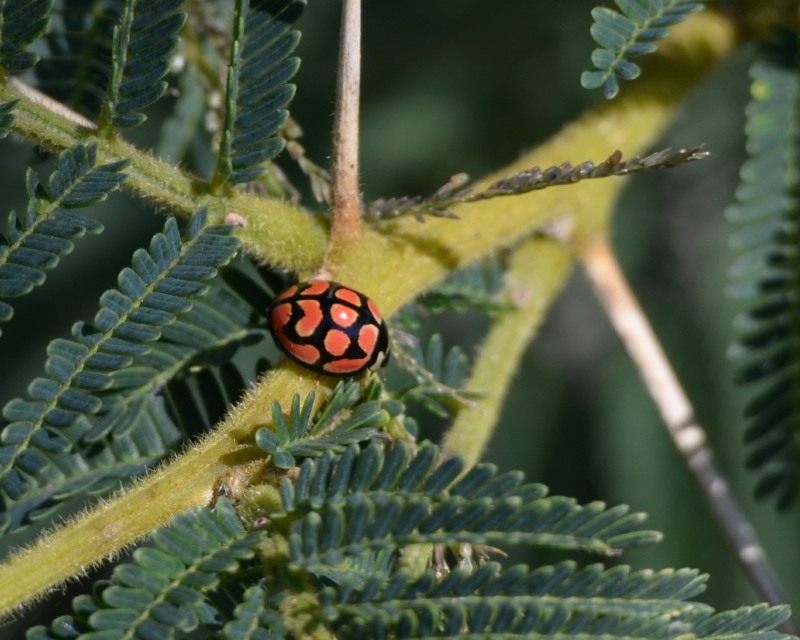 Lunate Ladybird