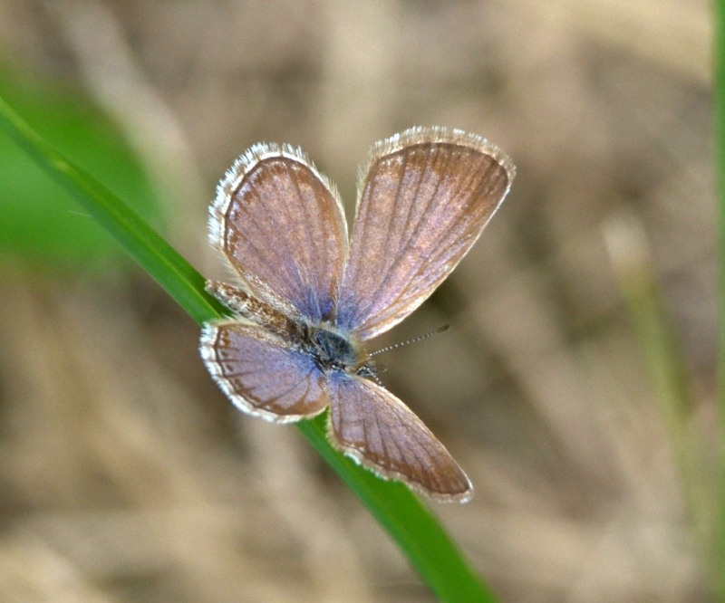 Rayed Blue