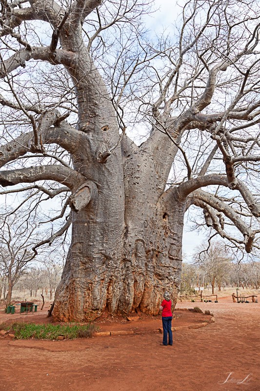 Baobab Tree