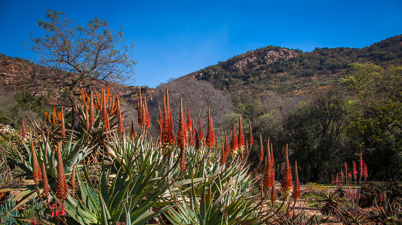 Aloes