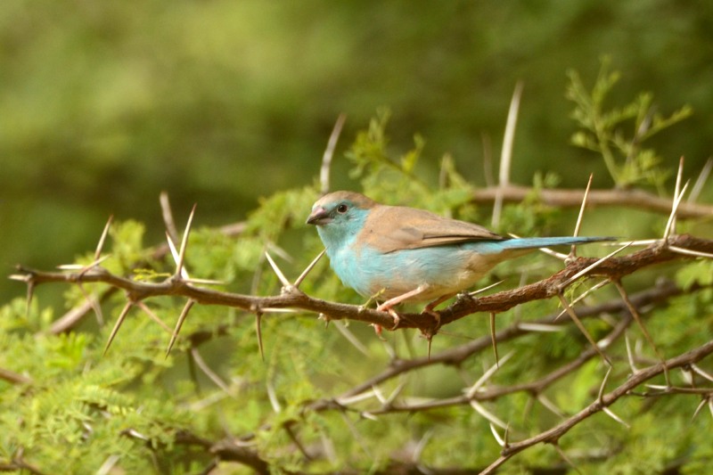 Blue Waxbill