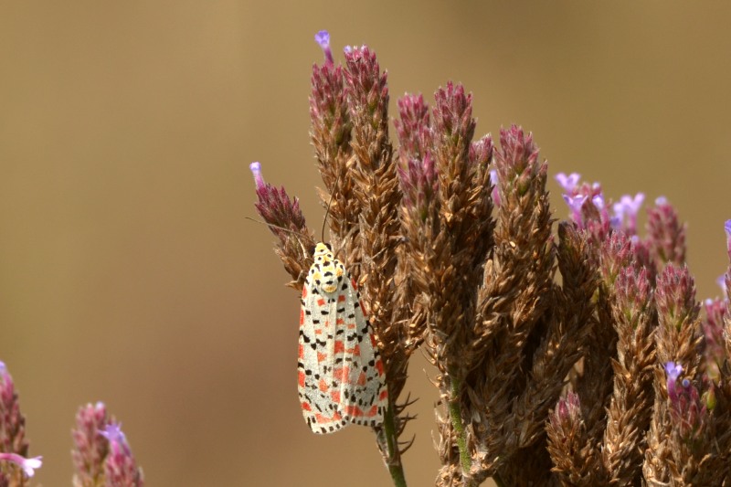 Crimson-speckled Footman