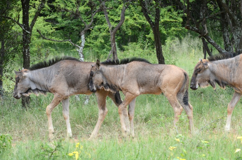 Dinokeng Game Reserve