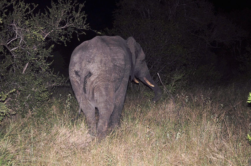 An Elephant seen at night