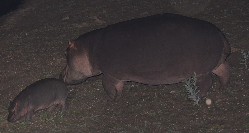 A hippo with her calf