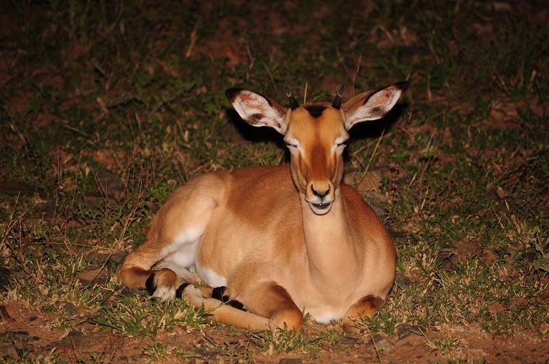 An Impala lying down at night