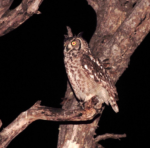 Spotted Eagle Owl