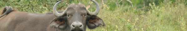 Cape Buffalo