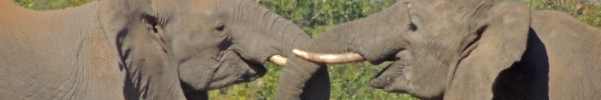 African Elephant