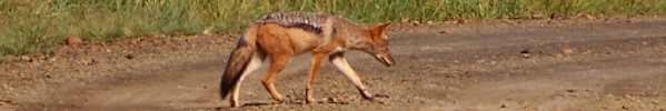 Black-backed Jackal