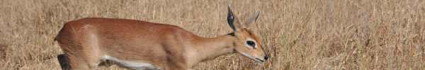 Steenbok