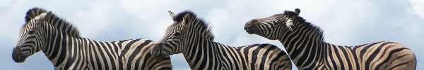 Burchell's Zebra